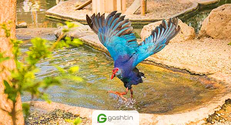 طاووسک باغ پرندگان تهران