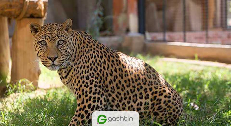 زندگی یوزپلنگ ایرانی در باغ وحش ارم
